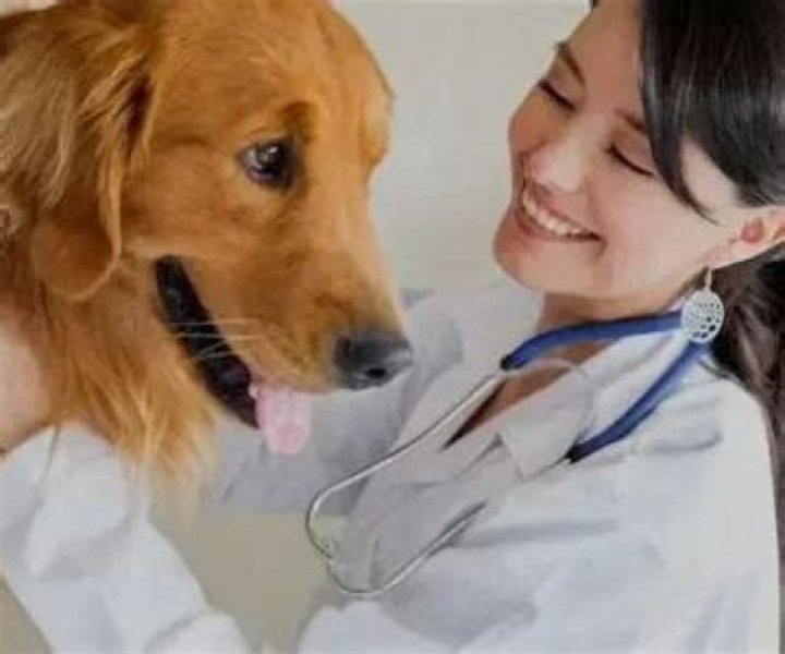 Do I need to send a 1099 to a veterinarian 2020?